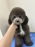 タイニープードル【熊本県・男の子・2024年3月25日・グレー(シルバー)】の写真4