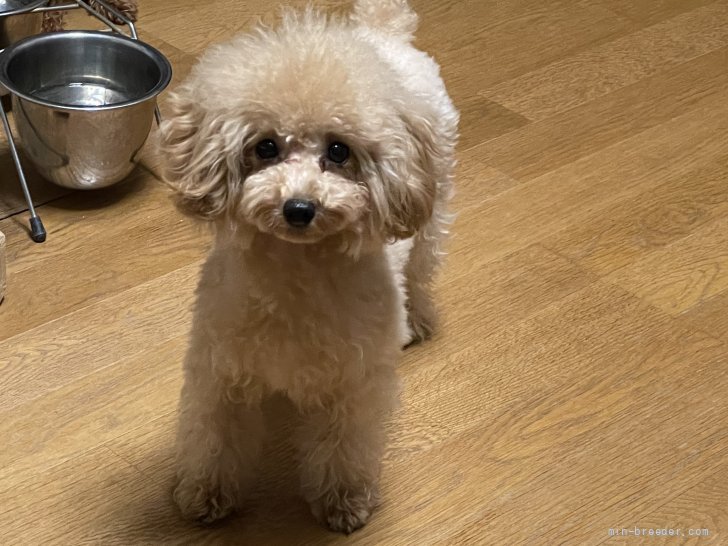 タイニープードル【・女の子・2020年10月3日・アプリコット】