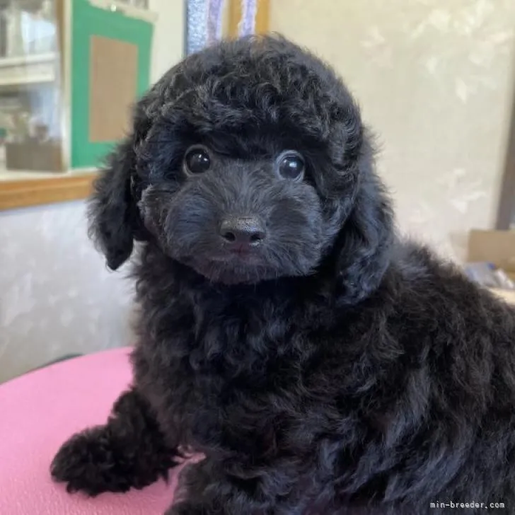 ID：2207-01728の子犬