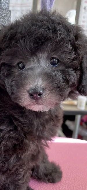 ID：2012-03122の子犬