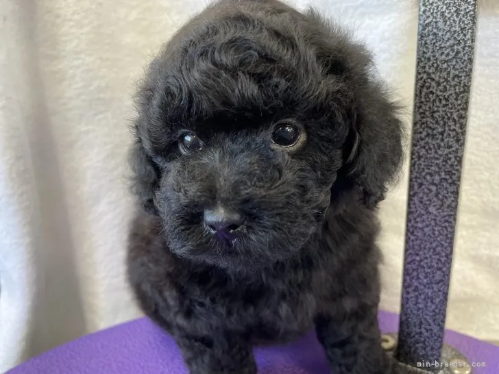 ID：2111-03686の子犬