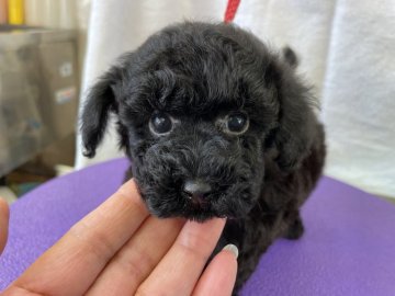 トイプードル(タイニー)【山梨県・男の子・2021年10月9日・ブラック】の写真「両親3項目クリア。短足系の黒い小熊君タイニー」