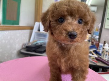 トイプードル(トイ)【山梨県・女の子・2020年12月30日・レッド】の写真「健康優良児のレッドの女の子。遺伝子検査3項目クリア」