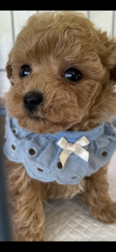 トイプードル(ティーカップ)【山梨県・男の子・2021年11月2日・アプリコット】の写真「お目目くりくり！可愛いアプリ君💕両親3項目クリア」