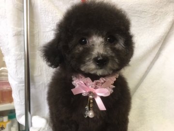 トイプードル(トイ)【山梨県・女の子・2017年9月8日・シルバー】の写真「ＰＲＡクリアー🎶成犬時３キロ予想」