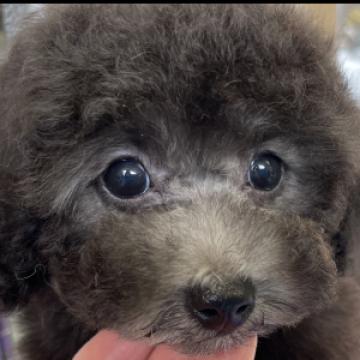 トイプードル(タイニー)【山梨県・男の子・2022年5月11日・シルバー】の写真「遺伝子病発症なし。タイニーサイズのシルバー君」