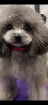 トイプードル(ティーカップ)【山梨県・女の子・2021年5月29日・シルバー】の写真「激カワ🥰生後8ヶ月マイクロテサイズのシルバー女の子」