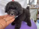 タイニープードル【山梨県・男の子・2023年10月1日・シルバー(グレー)】の写真2
