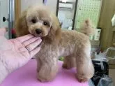 トイプードル(トイ)【山梨県・男の子・2022年11月9日・アプリコット】の写真3