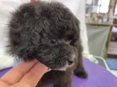 タイニープードル【山梨県・男の子・2023年10月1日・シルバー(グレー)】の写真5