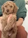ミディアムプードル【岩手県・女の子・2025年9月23日・レッド・フォーン】の写真11