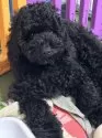 ミディアムプードル【岩手県・男の子・2024年12月2日・ブラック】の写真13