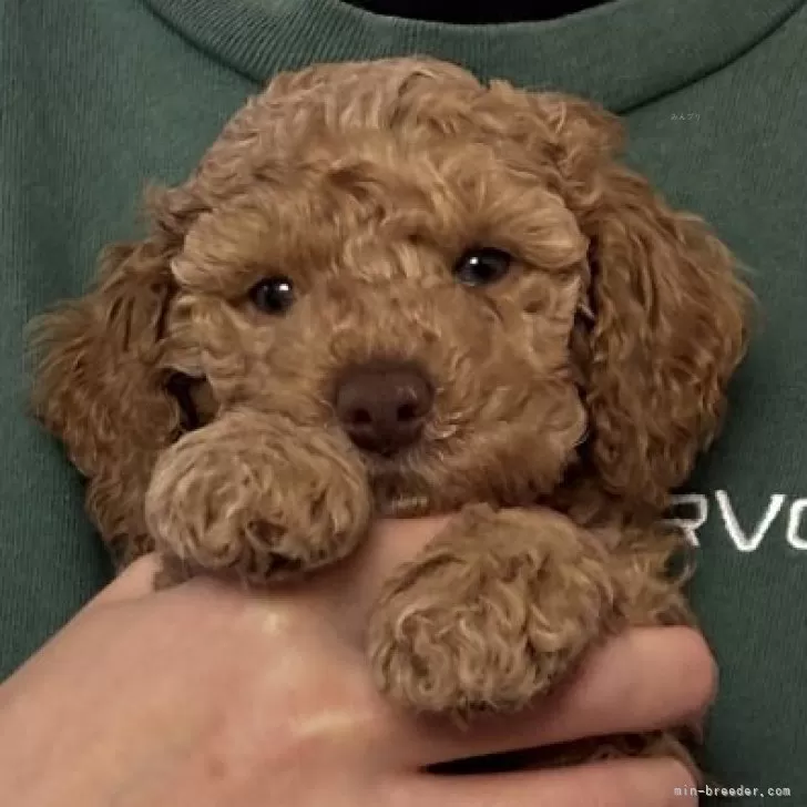 ミディアムプードル【岩手県・女の子・2025年9月23日・レッド・フォーン】の写真1「可愛いパピーがいっぱい誕生してくれましたので、表示価格から2割引いたします♡」