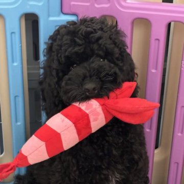 ミディアムプードル【岩手県・男の子・2024年12月2日・ブラック】の写真「三男くんです♡」