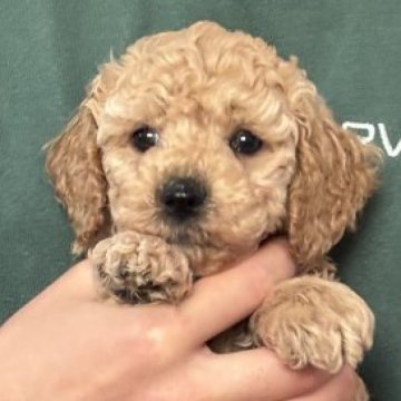 ミディアムプードル【岩手県・女の子・2025年9月23日・オレンジ・フォーン】の写真「3女♡」