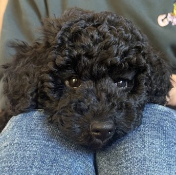 ミディアムプードル【岩手県・女の子・2024年12月2日・ブラック】の写真「長女ちゃんです♡」