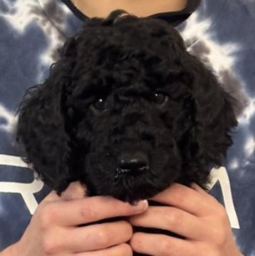 ミディアムプードル【岩手県・男の子・2025年9月23日・ブラック】の写真「長男♡」