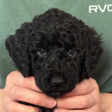 ミディアムプードル【岩手県・女の子・2025年9月23日・ブラック】の写真「７女♡」