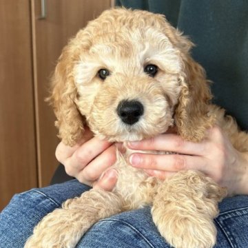 ミディアムプードル【岩手県・男の子・2024年12月2日・オレンジ・フォーン】の写真「長男くんです♡」