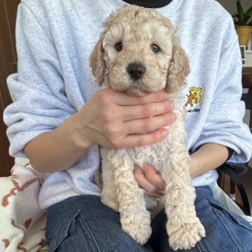 ミディアムプードル【岩手県・女の子・2024年12月2日・ペール•フォーン】の写真「末っ子ちゃんです♡」