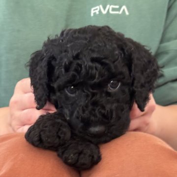 ミディアムプードル【岩手県・男の子・2025年9月23日・ブラック】の写真「長男♡」