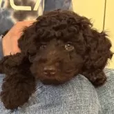 ミディアムプードル