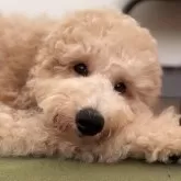 ミディアムプードル