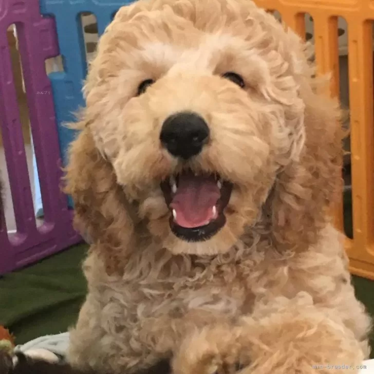 ID：2407-02091の子犬