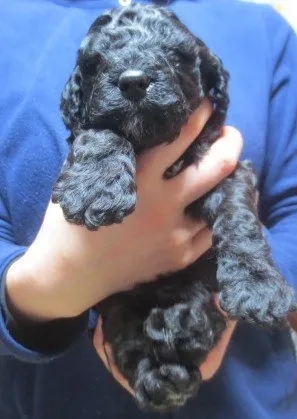 ID：1601-00133の子犬