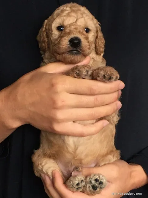 ID：2110-00562の子犬