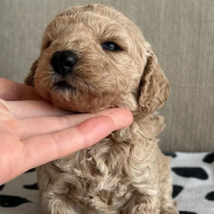 ID：2403-00735の子犬