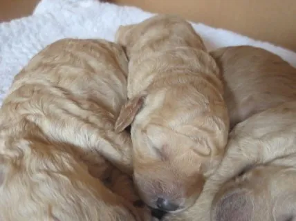 プードルママ 様のお迎えした子犬