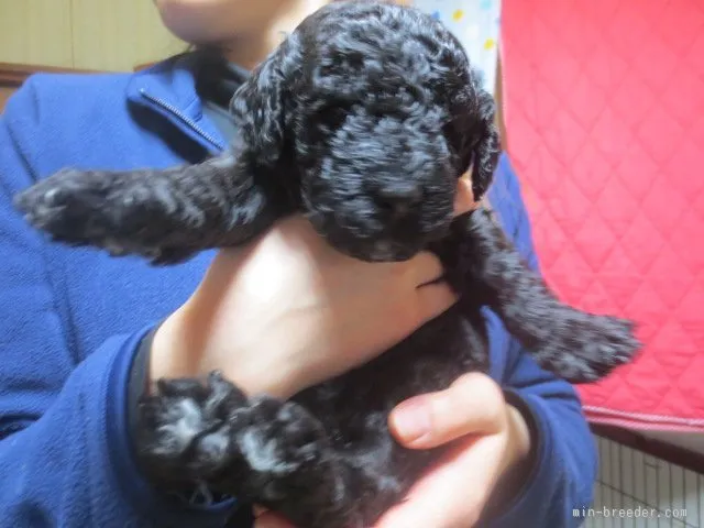 ID：1601-00137の子犬