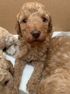 ミディアムプードル【岩手県・女の子・2020年1月15日・アプリコット】の写真「長女ちゃんです^ ^」