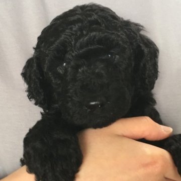 ミディアムプードル【岩手県・女の子・2023年3月2日・ブラック】の写真「末っ子ちゃんです^ ^」