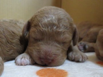 ミディアムプードル【岩手県・男の子・2016年4月16日・シャンパン(ゴールド)】の写真「5兄妹の２男君です。」