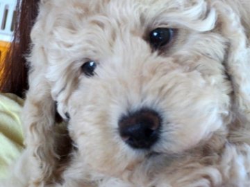 ミディアムプードル【岩手県・男の子・2014年3月17日・クリーム】の写真「大幅値下げします。詳細をご覧ください」