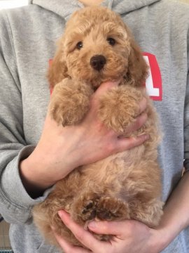 ミディアムプードル【岩手県・女の子・2019年3月1日・クリーム】の写真「末っ子ちゃんです^ ^」