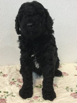 ミディアムプードル【岩手県・男の子・2018年4月7日・ブラック】の写真「4兄妹の次男くんです^ ^」