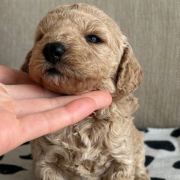 ミディアムプードル【岩手県・女の子・2024年2月10日・オレンジフォーン】の写真「長女ちゃんです^ ^」