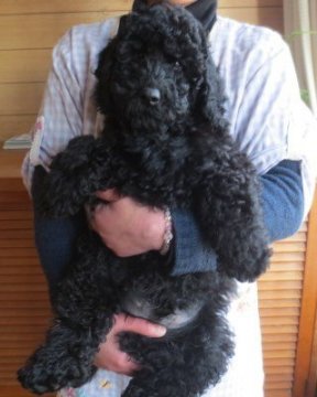 ミディアムプードル【岩手県・男の子・2014年10月21日・ブラック】の写真「艶の有る綺麗なブラックです。」