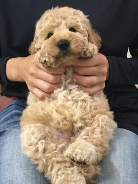 ミディアムプードル【岩手県・男の子・2020年7月11日・クリーム】の写真「長男くんです^ ^」