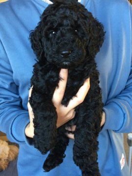 ミディアムプードル【岩手県・女の子・2021年10月21日・ブラック】の写真「三女ちゃんです♪」
