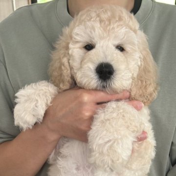 ミディアムプードル【岩手県・男の子・2024年4月30日・ペールフォーン】の写真「三男くんです💕」