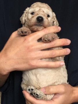 ミディアムプードル【岩手県・男の子・2021年9月15日・ペール・フォーン(クリーム)】の写真「三男くんです♪」