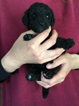 ミディアムプードル【岩手県・女の子・2020年5月7日・ブラック】の写真「長女ちゃんです^ ^」