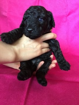 ミディアムプードル【岩手県・女の子・2016年6月7日・ブラック】の写真「３女　綺麗なブラックの女の子」