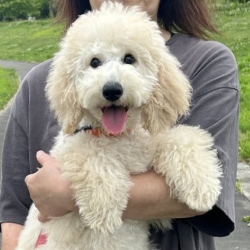 ミディアムプードル【岩手県・女の子・2024年2月10日・ペールフォーン】の写真「次女ちゃんです❤️」