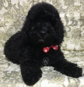 ミディアムプードル【岩手県・男の子・2016年8月3日・ブラック】の写真「いつまでも抱いていたい癒しの次男です🐩」