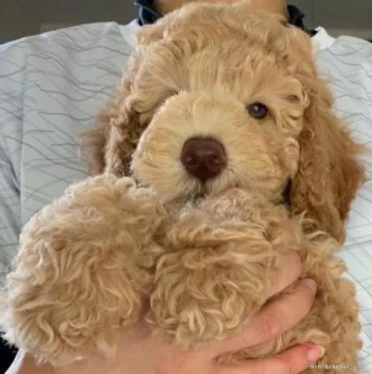 ID：2207-04334の子犬